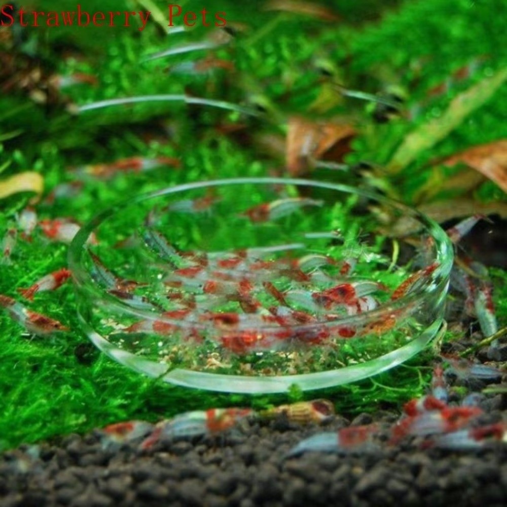 Glazen aquariumvoerbak Duurzaa - Baby Food Shrimp recensie en prijs